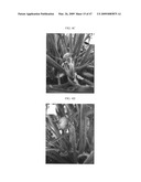 Gerbera with leafy flower stem trait and in bud shipping trait diagram and image