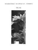 Gerbera with leafy flower stem trait and in bud shipping trait diagram and image