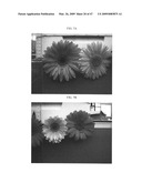 Gerbera with leafy flower stem trait and in bud shipping trait diagram and image