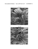 Gerbera with leafy flower stem trait and in bud shipping trait diagram and image