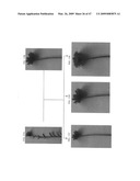 Gerbera with leafy flower stem trait and in bud shipping trait diagram and image