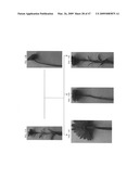 Gerbera with leafy flower stem trait and in bud shipping trait diagram and image