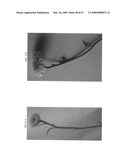 Gerbera with leafy flower stem trait and in bud shipping trait diagram and image