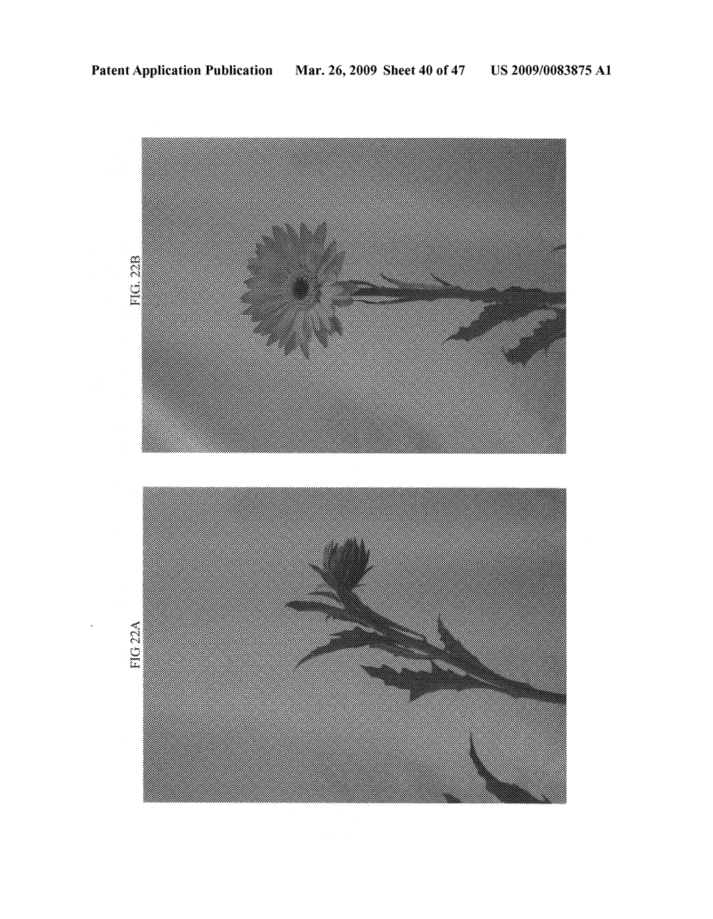 Gerbera with leafy flower stem trait and in bud shipping trait - diagram, schematic, and image 41