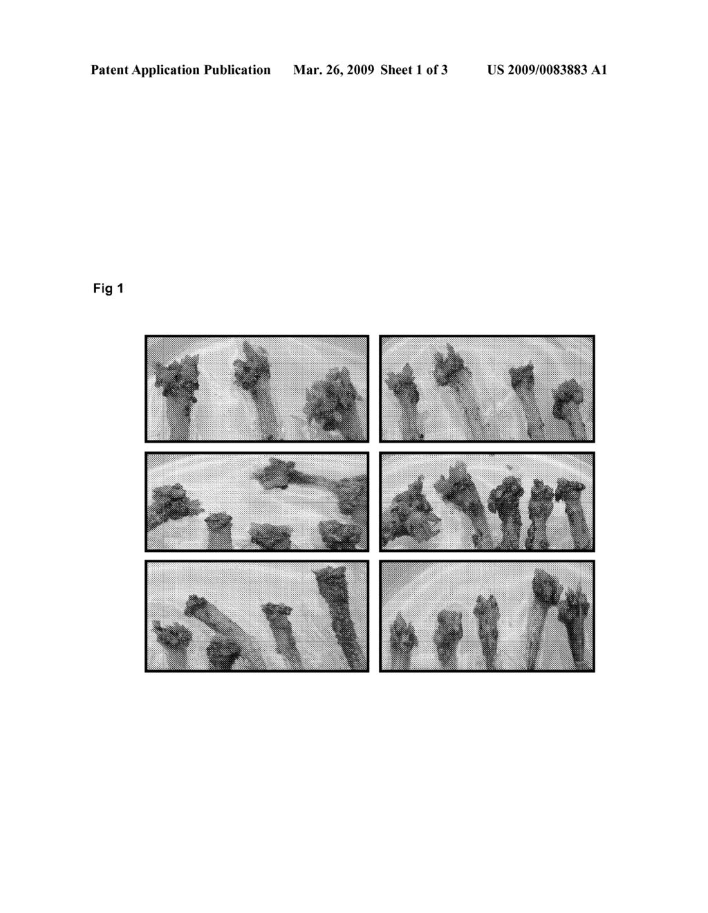 D-Amino Acid Selection For Soybean - diagram, schematic, and image 02