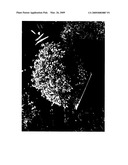 Pittosporum plant named  Elfin  diagram and image