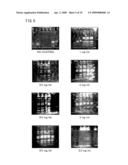 MULTILAYER BODY FOR ELECTROPHORESIS AND TRANSFER, CHIP FOR ELECTROPHORESIS AND TRANSFER, ELECTROPHORESIS AND TRANSFER APPARATUS, METHOD OF ELECTROPHORESIS AND TRANSFER, AND METHOD OF MANUFACTURING MULTILAYER BODY FOR ELECTROPHORESIS AND TRANSFER diagram and image