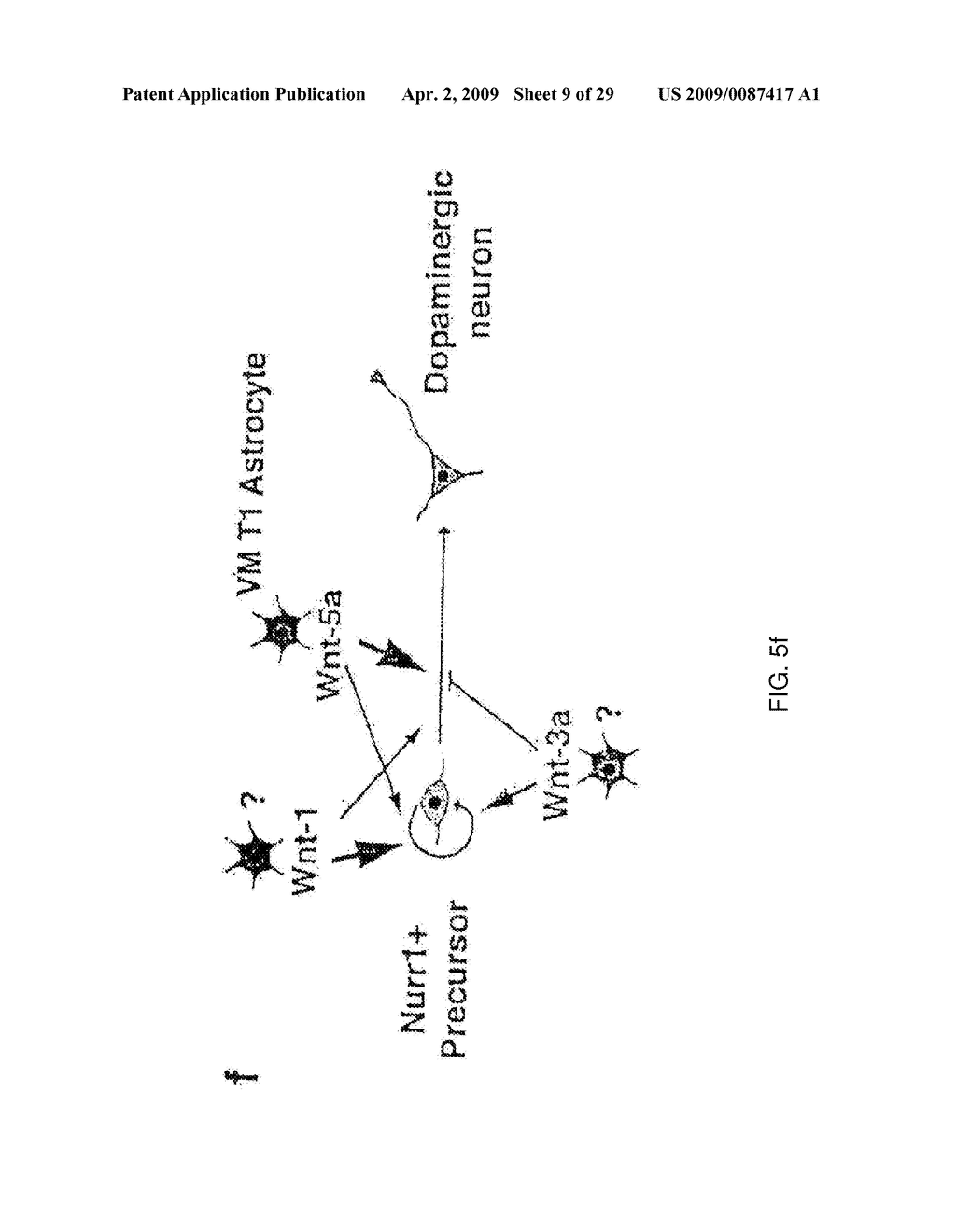 METHODS FOR PROMOTING DOPAMINERGIC NEURONAL DEVELOPMENT BY USING NG4A-SUBFAMILY AND WNT-LIGANDS - diagram, schematic, and image 10