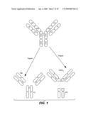 ANTI-FC-GAMMA RIIB RECEPTOR ANTIBODY AND USES THEREFOR diagram and image