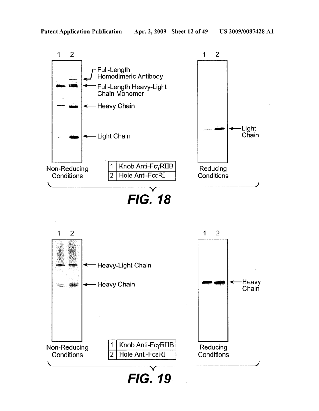 ANTI-FC-GAMMA RIIB RECEPTOR ANTIBODY AND USES THEREFOR - diagram, schematic, and image 13