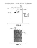 ANTI-FC-GAMMA RIIB RECEPTOR ANTIBODY AND USES THEREFOR diagram and image