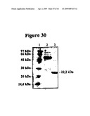 Isolated Chimeric Proteins Of Modified Lumazine Synthase diagram and image