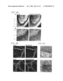 Presynaptic protein cast diagram and image