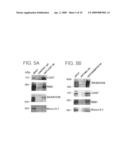 Presynaptic protein cast diagram and image