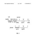 Method For Detecting Polypeptide Toxic to Diabrotica Insects diagram and image