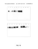 Protein secretion in eukaryotic cells diagram and image