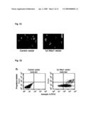 NOVEL AGENT FOR INDUCING APOPTOSIS COMPRISING MSX1 OR A GENE ENCODING THE SAME AS AN ACTIVE INGREDIENT diagram and image