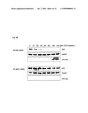 NOVEL AGENT FOR INDUCING APOPTOSIS COMPRISING MSX1 OR A GENE ENCODING THE SAME AS AN ACTIVE INGREDIENT diagram and image