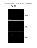 NOVEL AGENT FOR INDUCING APOPTOSIS COMPRISING MSX1 OR A GENE ENCODING THE SAME AS AN ACTIVE INGREDIENT diagram and image