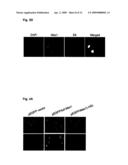 NOVEL AGENT FOR INDUCING APOPTOSIS COMPRISING MSX1 OR A GENE ENCODING THE SAME AS AN ACTIVE INGREDIENT diagram and image