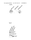 NOVEL AGENT FOR INDUCING APOPTOSIS COMPRISING MSX1 OR A GENE ENCODING THE SAME AS AN ACTIVE INGREDIENT diagram and image