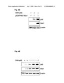 NOVEL AGENT FOR INDUCING APOPTOSIS COMPRISING MSX1 OR A GENE ENCODING THE SAME AS AN ACTIVE INGREDIENT diagram and image