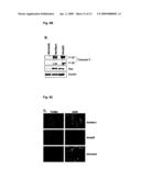 NOVEL AGENT FOR INDUCING APOPTOSIS COMPRISING MSX1 OR A GENE ENCODING THE SAME AS AN ACTIVE INGREDIENT diagram and image