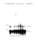 NOVEL SEMAPHORIN GENES (I) diagram and image