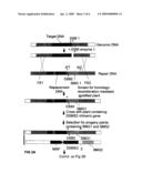 METHODS AND MEANS FOR REMOVAL OF A SELECTED DNA SEQUENCE diagram and image