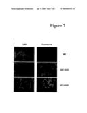 Octameric Protein For Use In Bionanotechnology Applications diagram and image