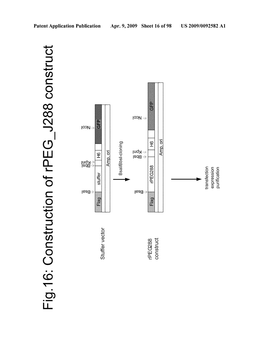 Compositions and methods for modifying properties of biologically active polypeptides - diagram, schematic, and image 17