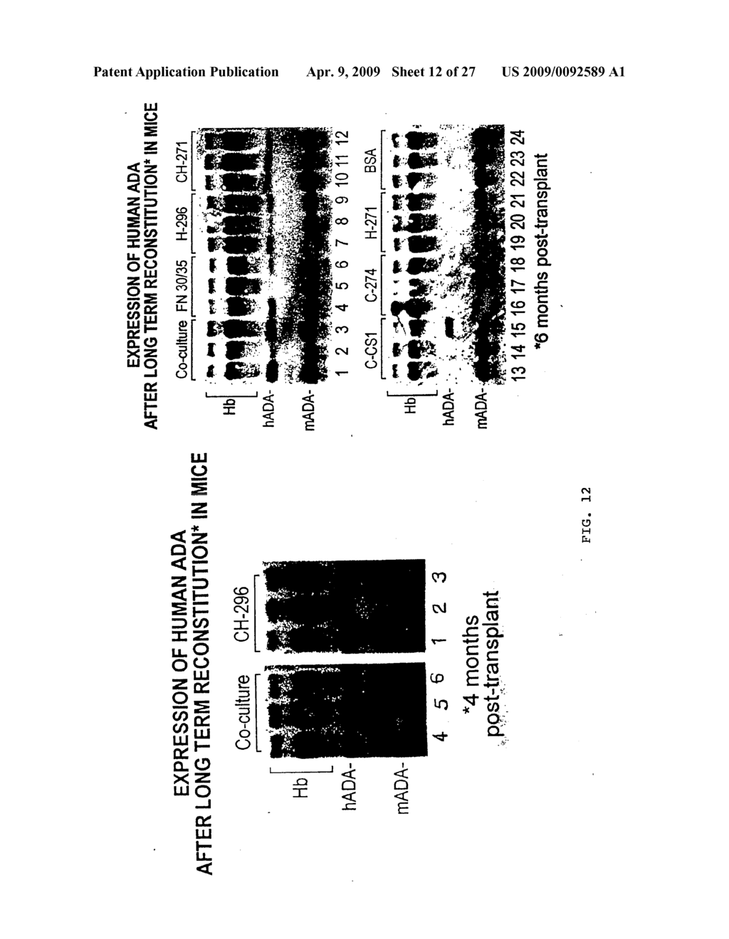 METHODS FOR ENHANCED VIRUS-MEDIATED DNA TRANSFER USING MOLECULES WITH VIRUS- AND CELL-BINDING DOMAINS - diagram, schematic, and image 13