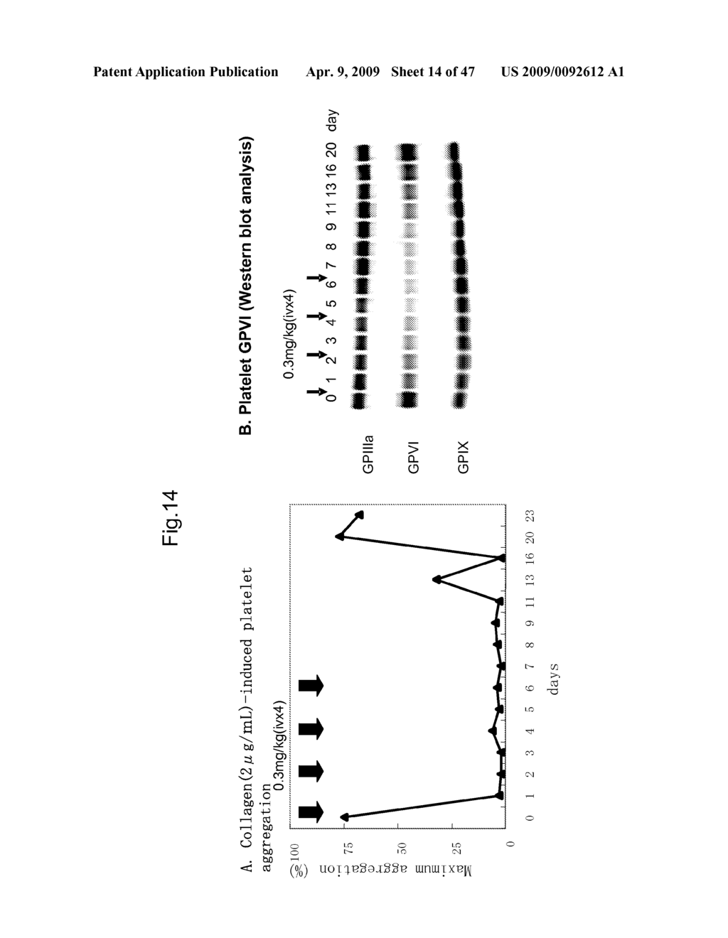 ANTI-PLATELET MEMBRANE GLYCOPROTEIN VI MONOCLONAL ANTIBODY - diagram, schematic, and image 15