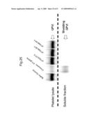 ANTI-PLATELET MEMBRANE GLYCOPROTEIN VI MONOCLONAL ANTIBODY diagram and image