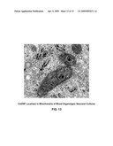 Cerium Oxide Nanoparticles for Treatment and Prevention of Alzheimer s Disease, Parkinson s Disease, and Disorders Associated with Free Radical Production and/or Mitochondrial Dysfunction diagram and image