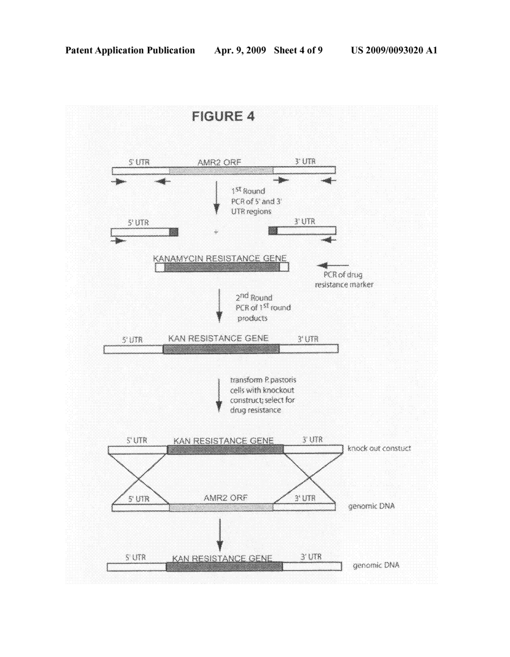 Methods for reducing or eliminating alpha-mannosidase resistant glycans in the production of glycoproteins - diagram, schematic, and image 05