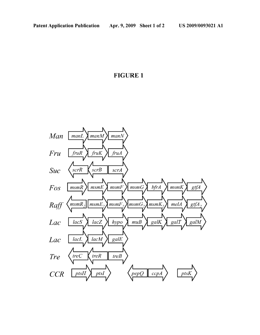 LACTOBACILLUS ACIDOPHILUS NUCLEIC ACID SEQUENCES ENCODING CARBOHYDRATE UTILIZATION-RELATED PROTEINS AND USES THEREFOR - diagram, schematic, and image 02