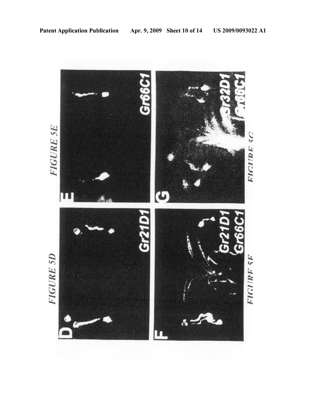 Chemosensory gene family encoding gustatory and odorant receptors and uses thereof - diagram, schematic, and image 11