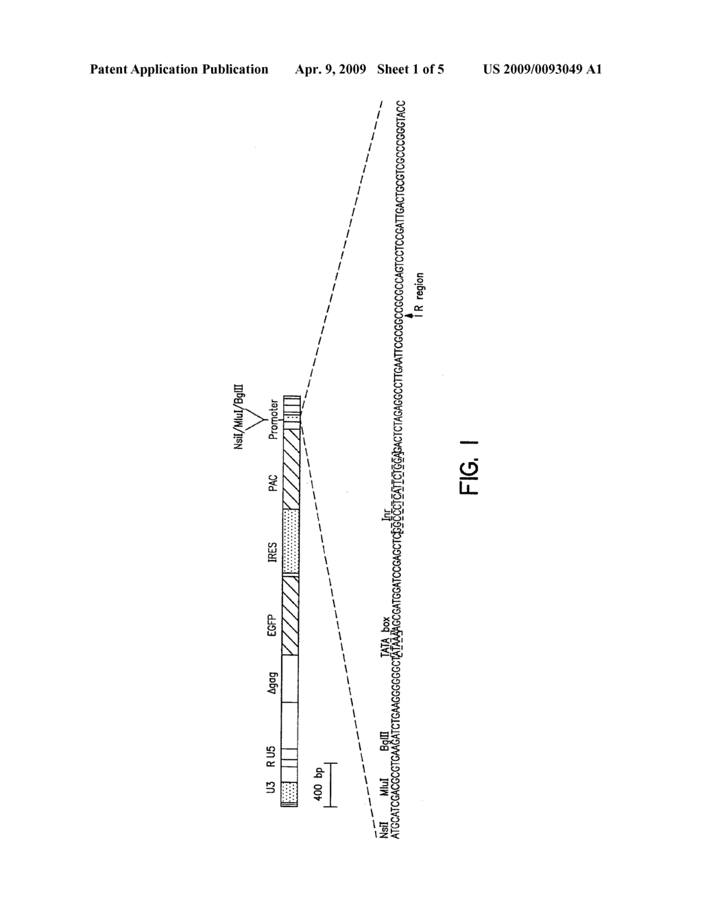 Methods of Identifying Synthetic Transcriptional and Translational Regulatory Elements, and Compositions Related to Same - diagram, schematic, and image 02