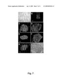 CRYOPRESERVATION OF HUMAN BLASTOCYST-DERIVED STEM CELLS BY USE OF A CLOSED STRAW VITRIFICATION METHOD diagram and image