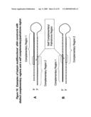 RNA INTERFERENCE MEDIATED INHIBITION OF XIAP GENE EXPRESSION USING SHORT INTERFERING NUCLEIC ACID (siNA) diagram and image