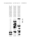 OPTIMIZED STRAINS OF YARROWIA LIPOLYTICA FOR HIGH EICOSAPENTAENOIC ACID PRODUCTION diagram and image