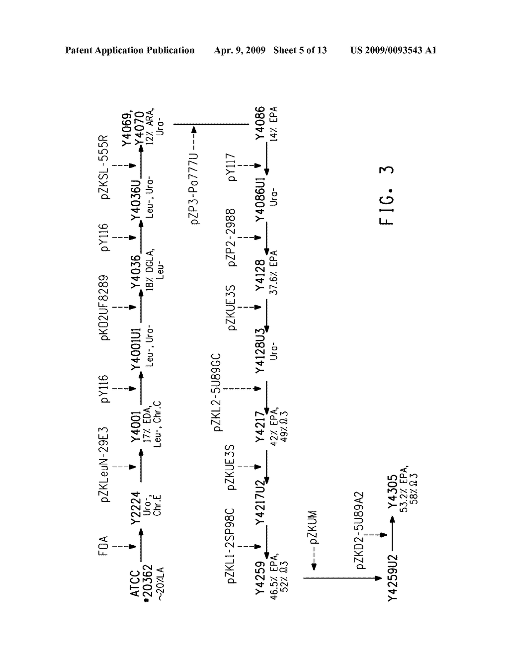 OPTIMIZED STRAINS OF YARROWIA LIPOLYTICA FOR HIGH EICOSAPENTAENOIC ACID PRODUCTION - diagram, schematic, and image 06