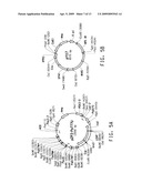 OPTIMIZED STRAINS OF YARROWIA LIPOLYTICA FOR HIGH EICOSAPENTAENOIC ACID PRODUCTION diagram and image