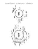 OPTIMIZED STRAINS OF YARROWIA LIPOLYTICA FOR HIGH EICOSAPENTAENOIC ACID PRODUCTION diagram and image