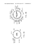 OPTIMIZED STRAINS OF YARROWIA LIPOLYTICA FOR HIGH EICOSAPENTAENOIC ACID PRODUCTION diagram and image