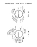 OPTIMIZED STRAINS OF YARROWIA LIPOLYTICA FOR HIGH EICOSAPENTAENOIC ACID PRODUCTION diagram and image