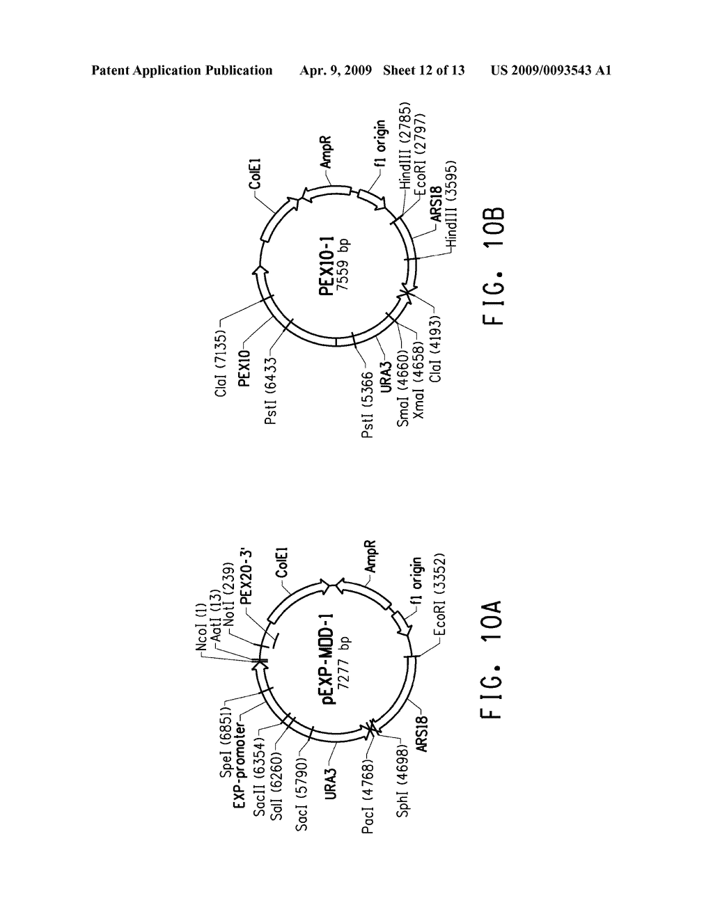 OPTIMIZED STRAINS OF YARROWIA LIPOLYTICA FOR HIGH EICOSAPENTAENOIC ACID PRODUCTION - diagram, schematic, and image 13