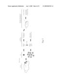 Novel medulloblastoma-forming cell line diagram and image