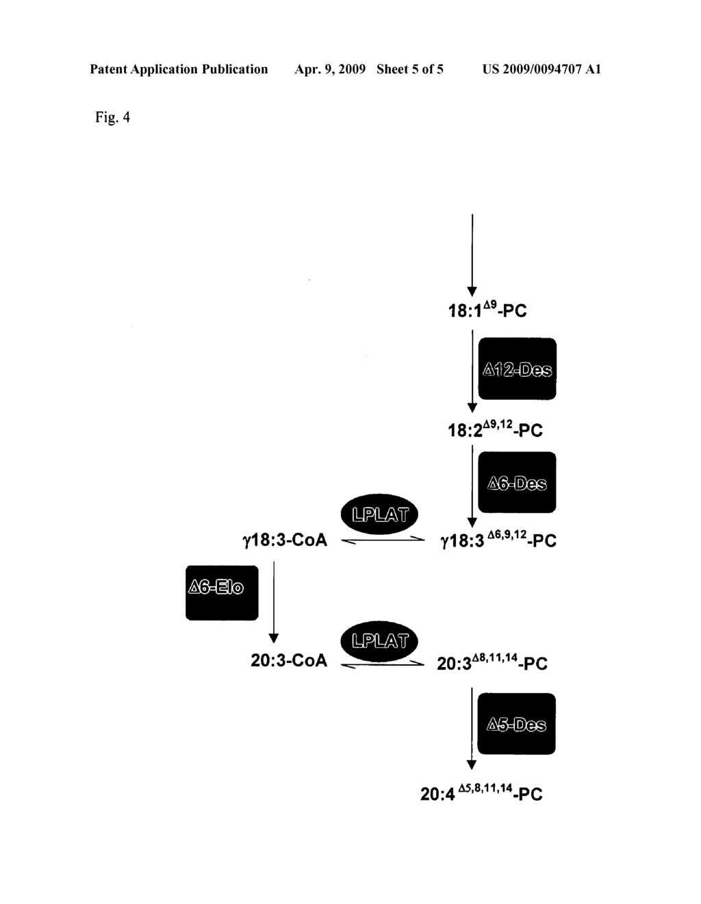 Method for Producing Polyunsaturated Long-Chain Fatty Acids in Transgenic Organisms - diagram, schematic, and image 06